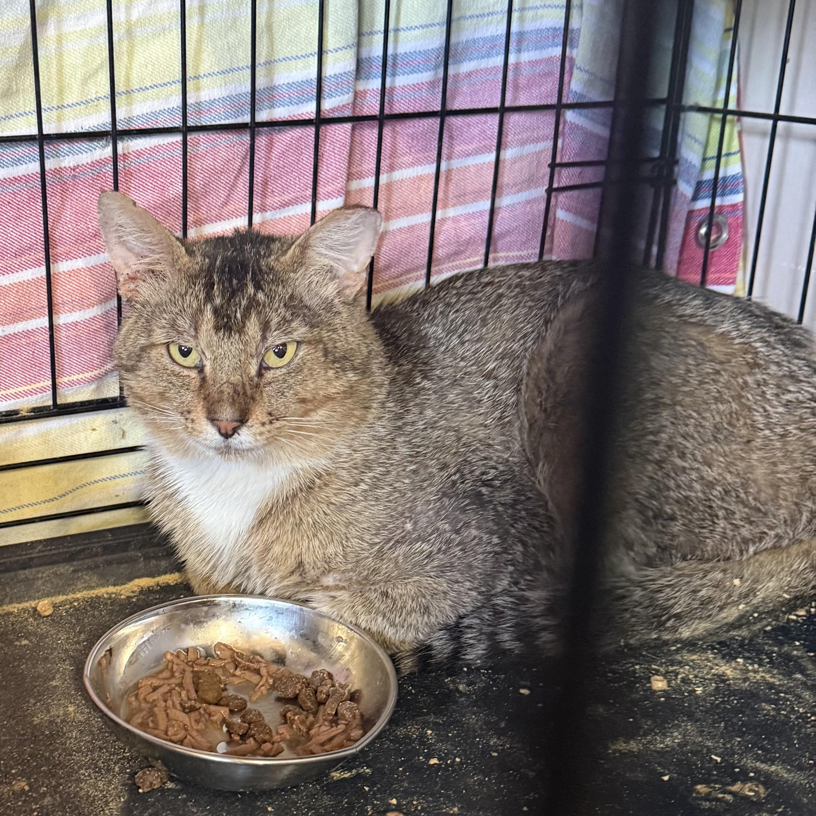 Ticky, Adoptable, Adult Male Domestic Short Hair.