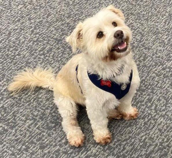 Brett, Adopted, Adult Male Maltese & Poodle.