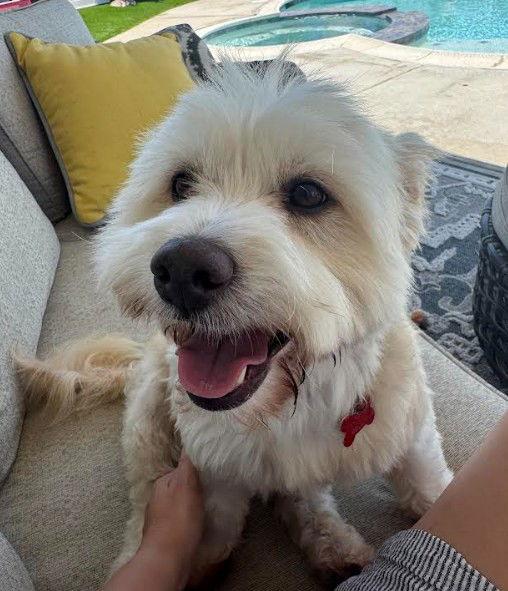 Enlarge Brett, a Adopted mixed breed in San Diego, CA image 2/3