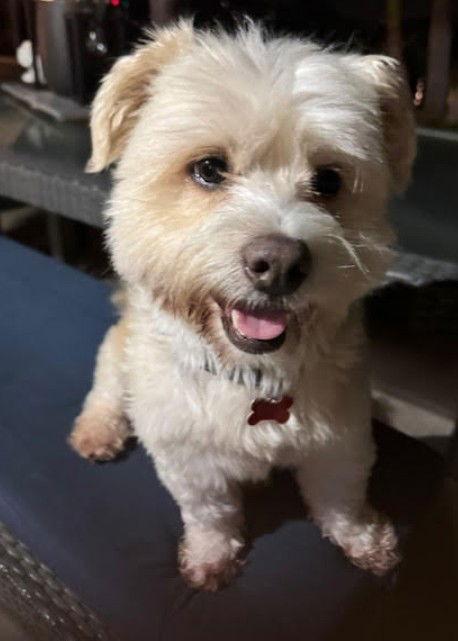 Enlarge Brett, a Adopted mixed breed in San Diego, CA image 3/3