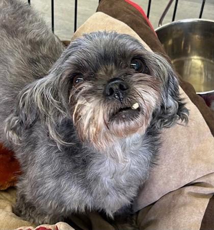 Enlarge Snaggle Mop, a Adoptable Shih Tzu in West Memphis, AR image 1/1