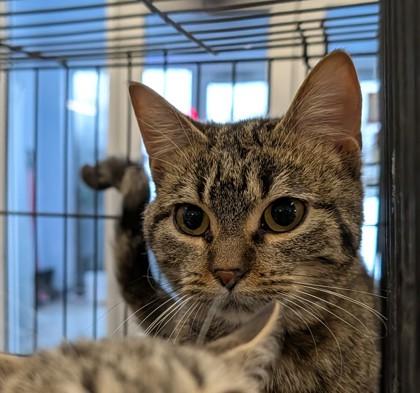 Crouton, Adoptable, Adult Female Domestic Short Hair & Domestic Short Hair.