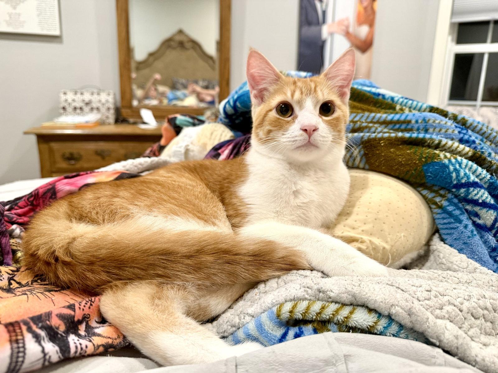 Corn Cob, Adopted, Young Male Domestic Short Hair.
