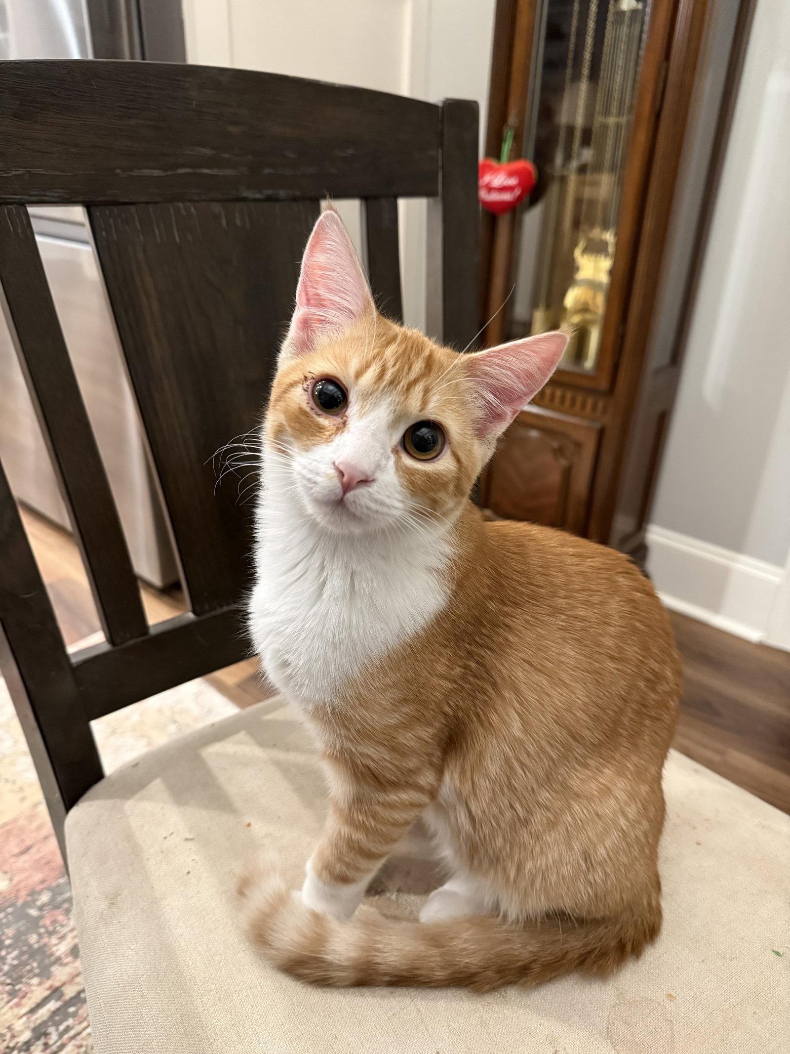 Enlarge Corn Cob, a Adopted Domestic Short Hair in Camden, SC image 2/3