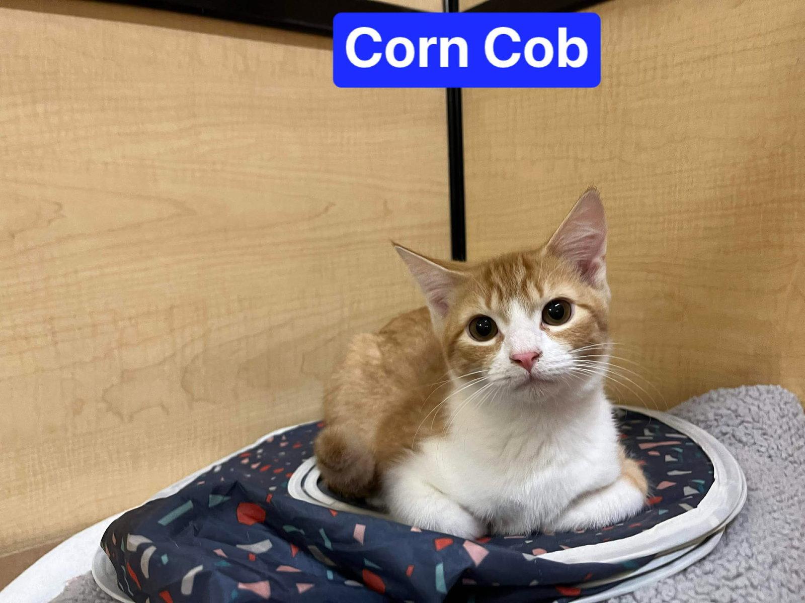 Enlarge Corn Cob, a Adopted Domestic Short Hair in Camden, SC image 3/3