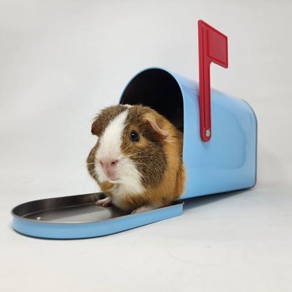 Yoshi, Adoptable, Adult Male Guinea Pig & Guinea Pig.