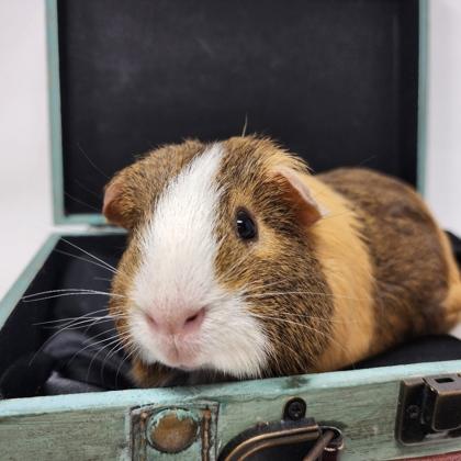 Enlarge Yoshi, a Adoptable mixed breed in Largo, FL image 2/3