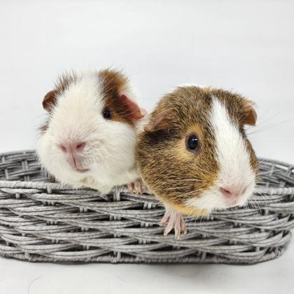 Yoshi, a Adoptable mixed breed in Largo, FL image 3/3