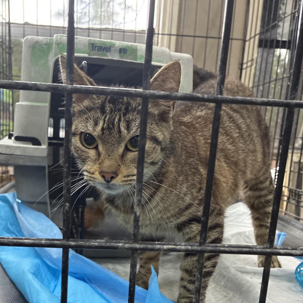 Enlarge Ruby, a Adoptable mixed breed in Hattiesburg, MS image 1/1