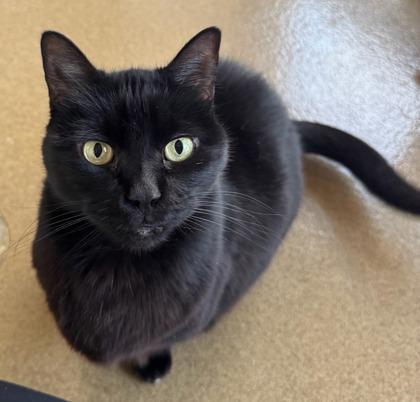 Enlarge Eevee, a Adoptable Domestic Short Hair in Lewisville, TX image 1/3