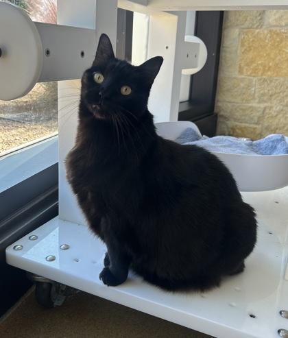 Eevee, a Adoptable Domestic Short Hair in Lewisville, TX image 1/3