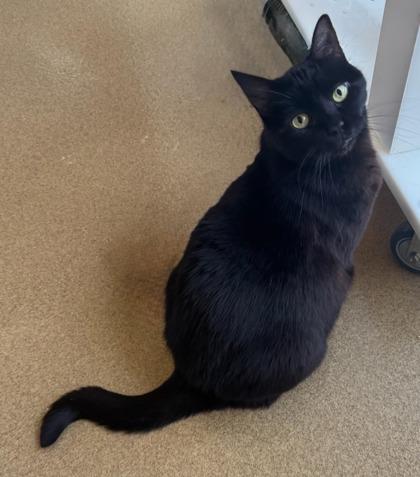 Eevee, a Adoptable Domestic Short Hair in Lewisville, TX image 2/3