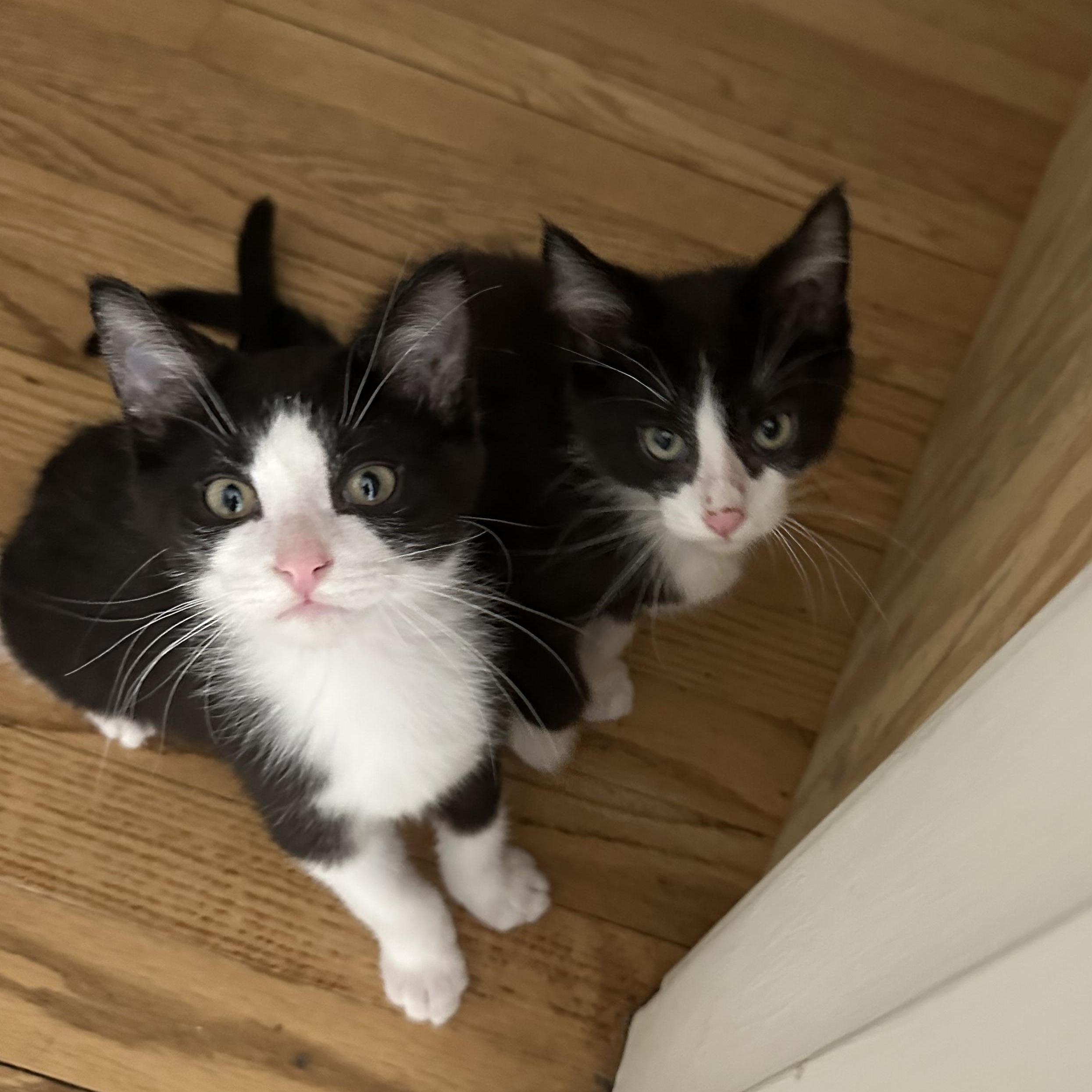 Enlarge Ralphie & Tux, an adopted Domestic Short Hair in Milwaukee, WI image 1/3