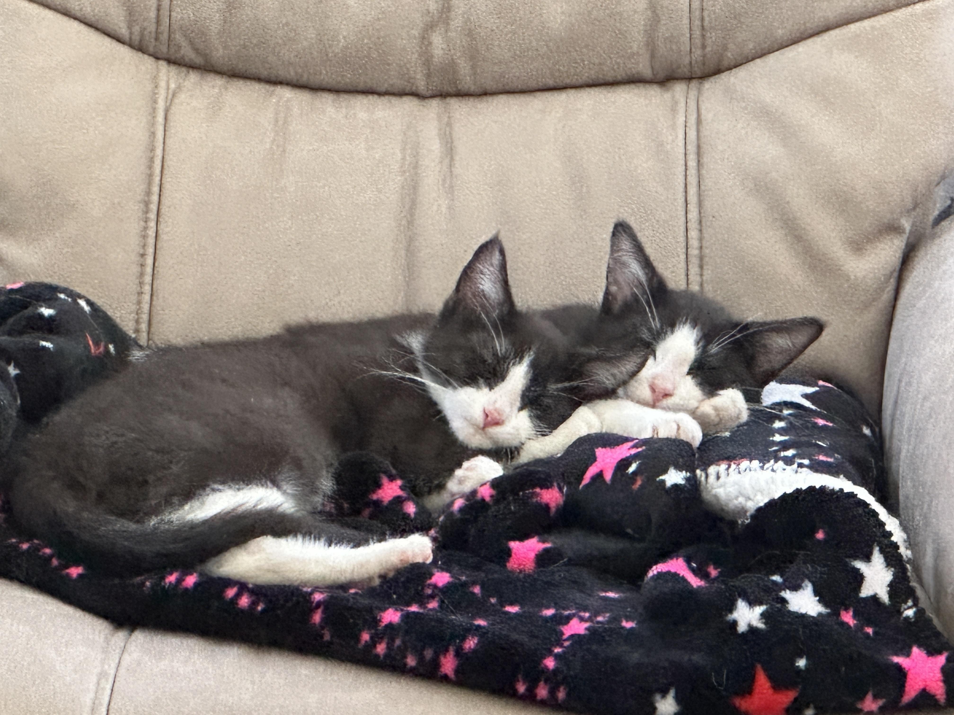 Enlarge Ralphie & Tux, an adopted Domestic Short Hair in Milwaukee, WI image 2/3