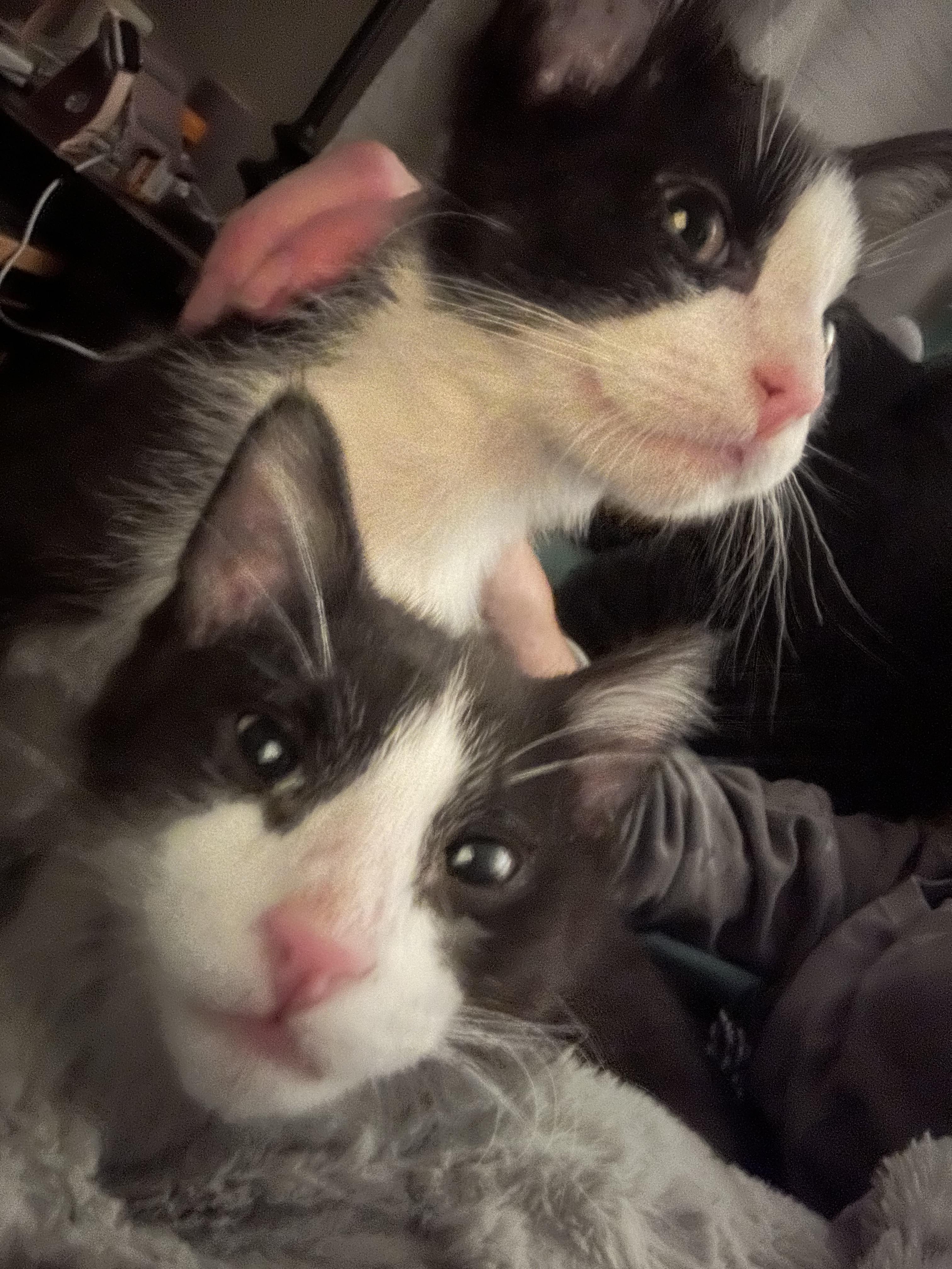 Enlarge Ralphie & Tux, an adopted Domestic Short Hair in Milwaukee, WI image 3/3