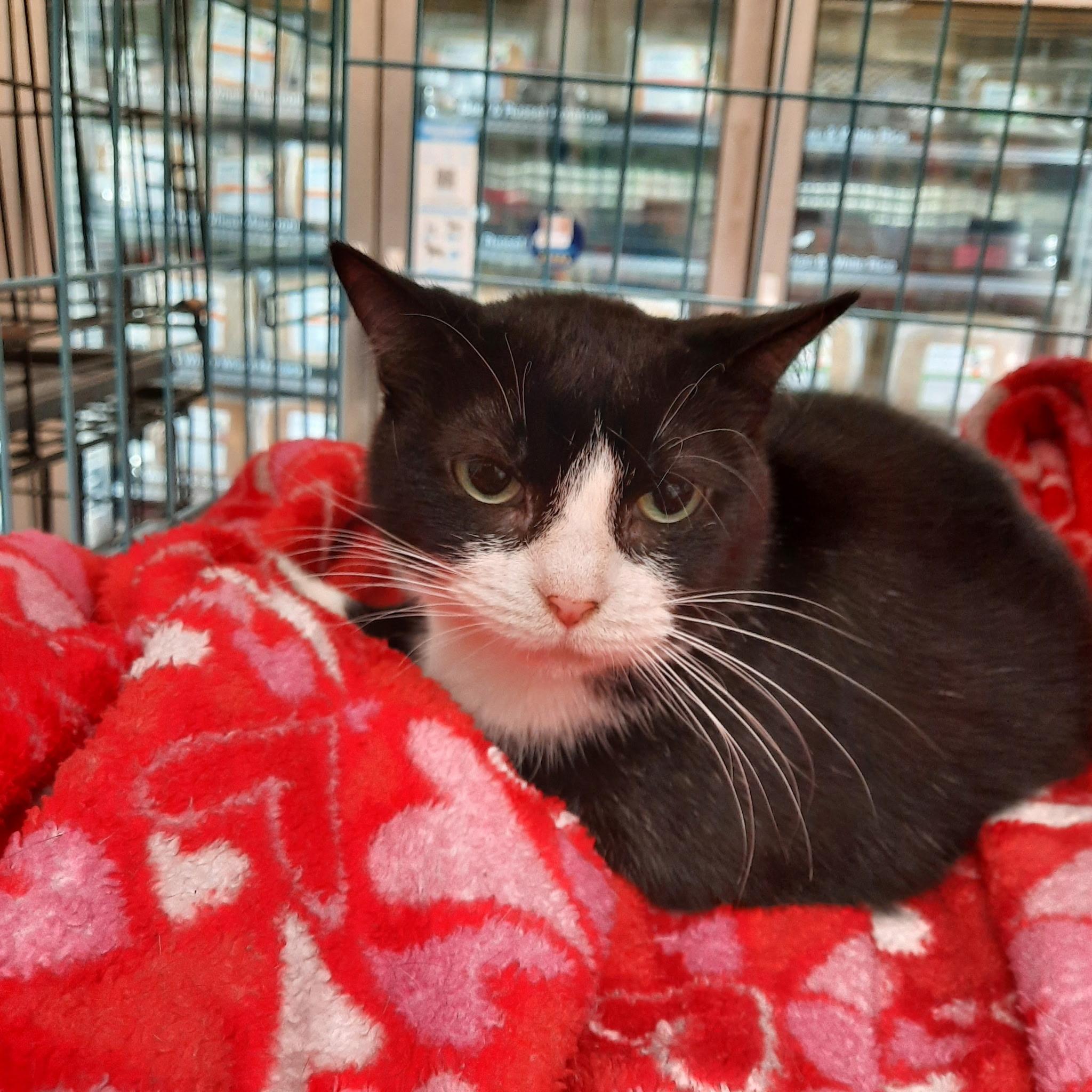Enlarge Shotzi, a Adoptable Domestic Short Hair in Huffman, TX image 1/1