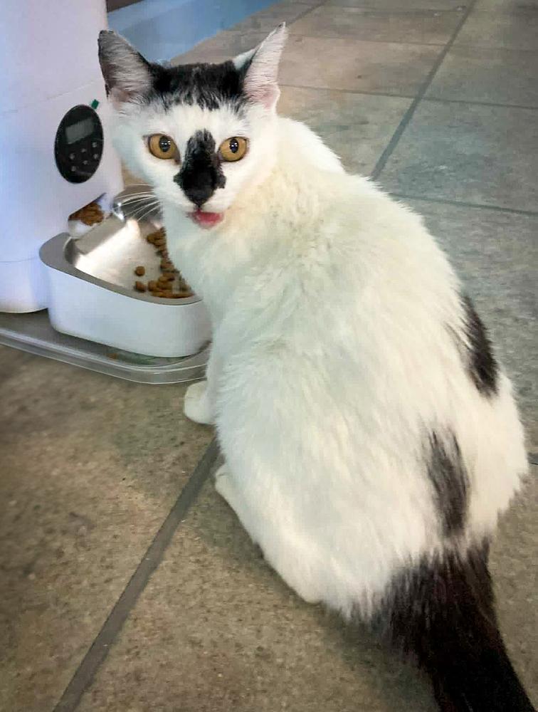 Enlarge Adorable Smudge, a Adoptable mixed breed in Groveland, MA image 1/4