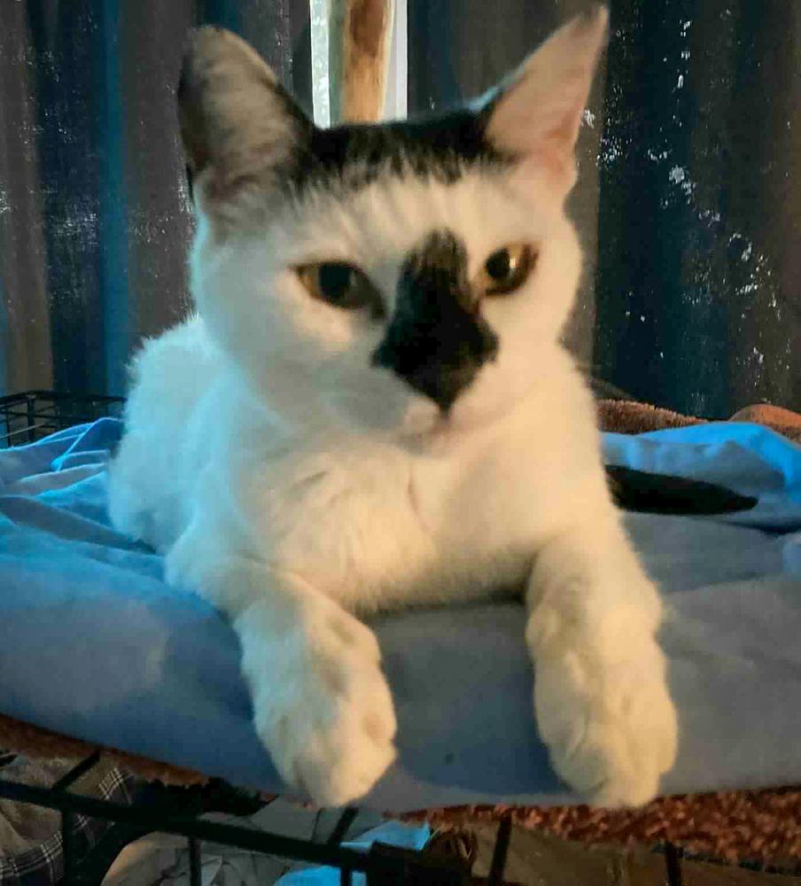 Enlarge Adorable Smudge, a Adoptable mixed breed in Groveland, MA image 2/4