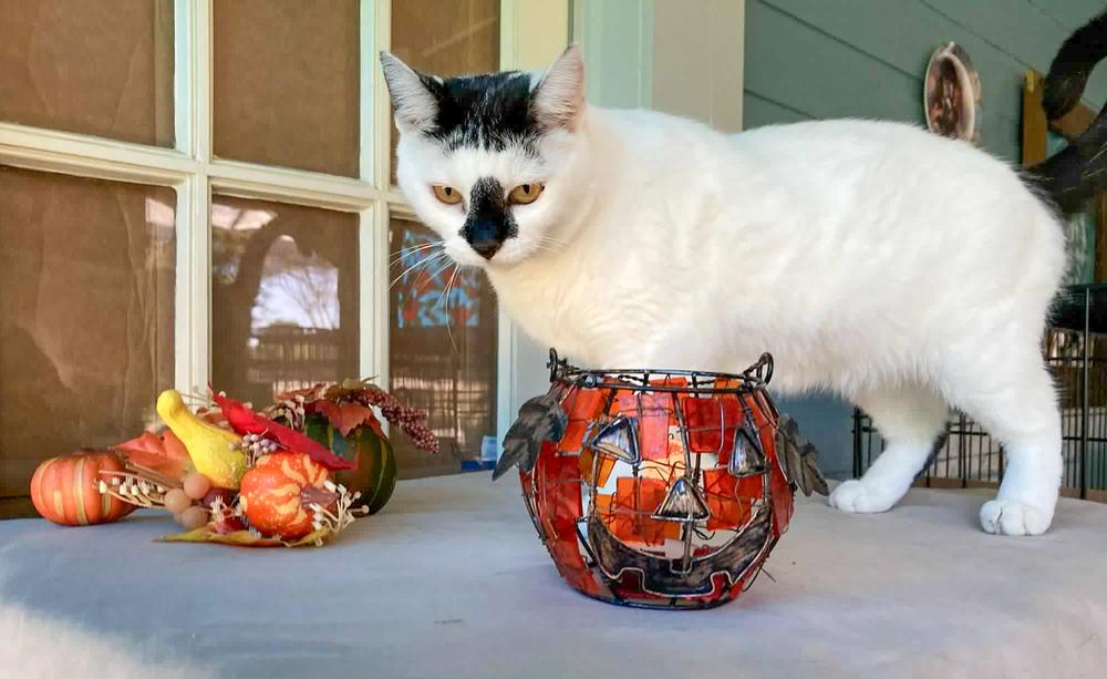 Enlarge Adorable Smudge, a Adoptable mixed breed in Groveland, MA image 3/4