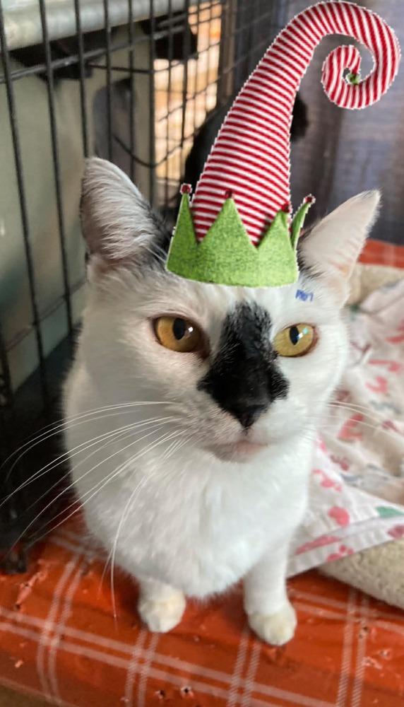 Enlarge Adorable Smudge, a Adoptable mixed breed in Groveland, MA image 4/4