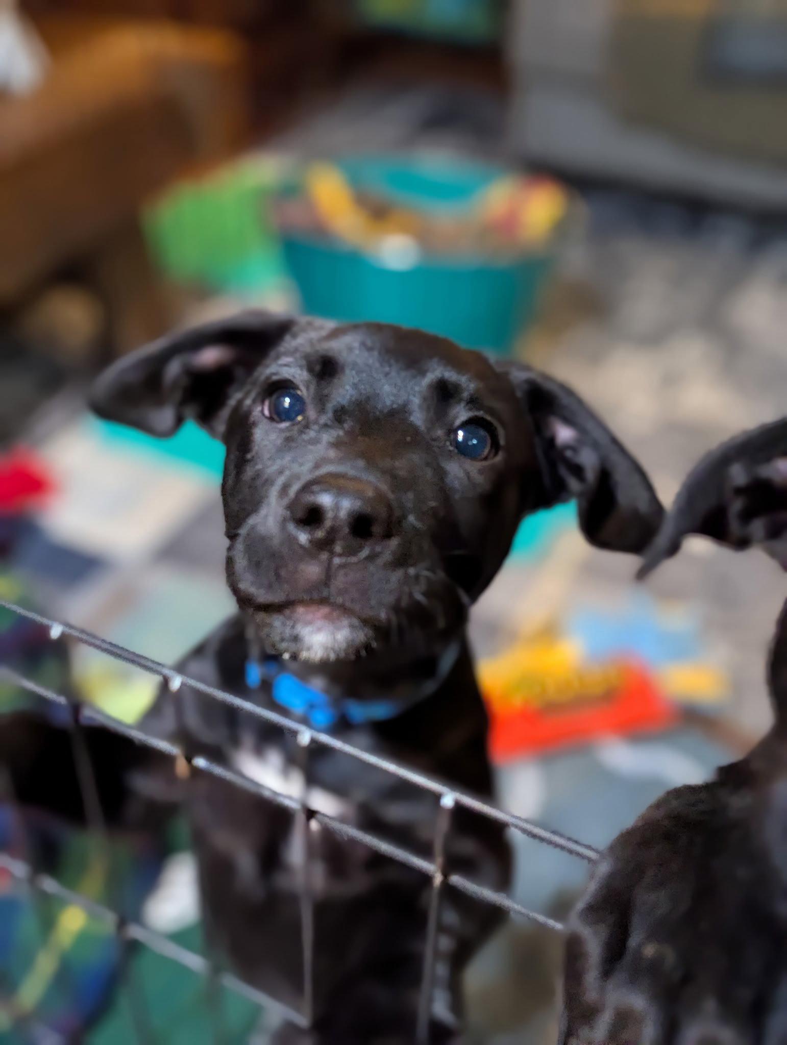 Titan, Adopted, Puppy Male Labrador Retriever.