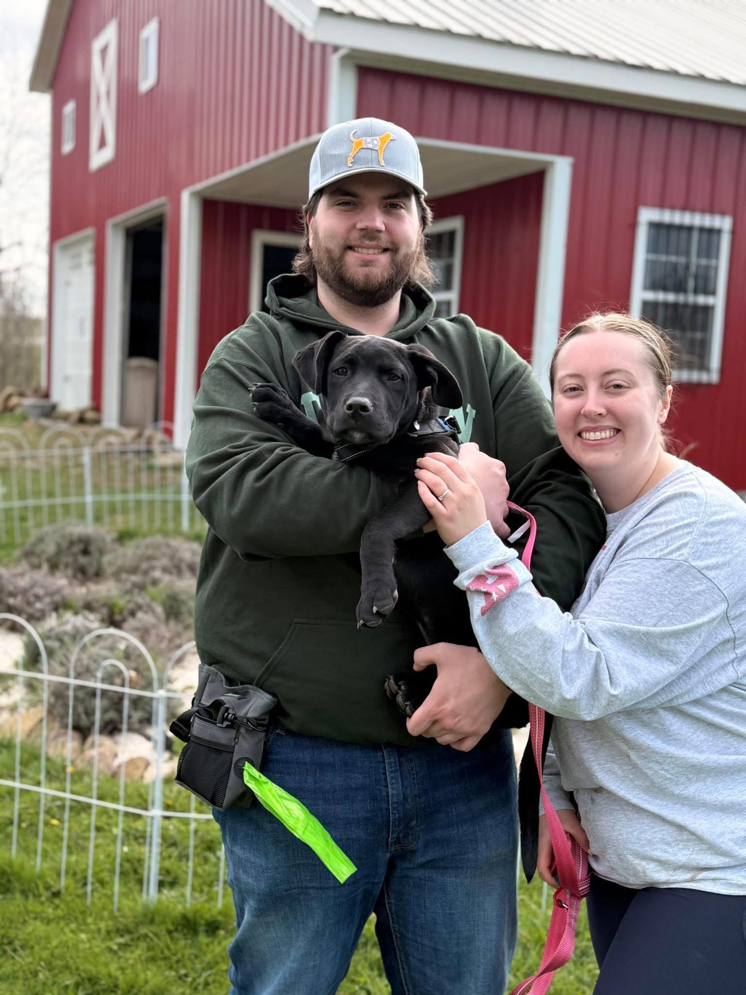 Enlarge Titan, a Adopted Labrador Retriever in Tonawanda, NY image 2/3