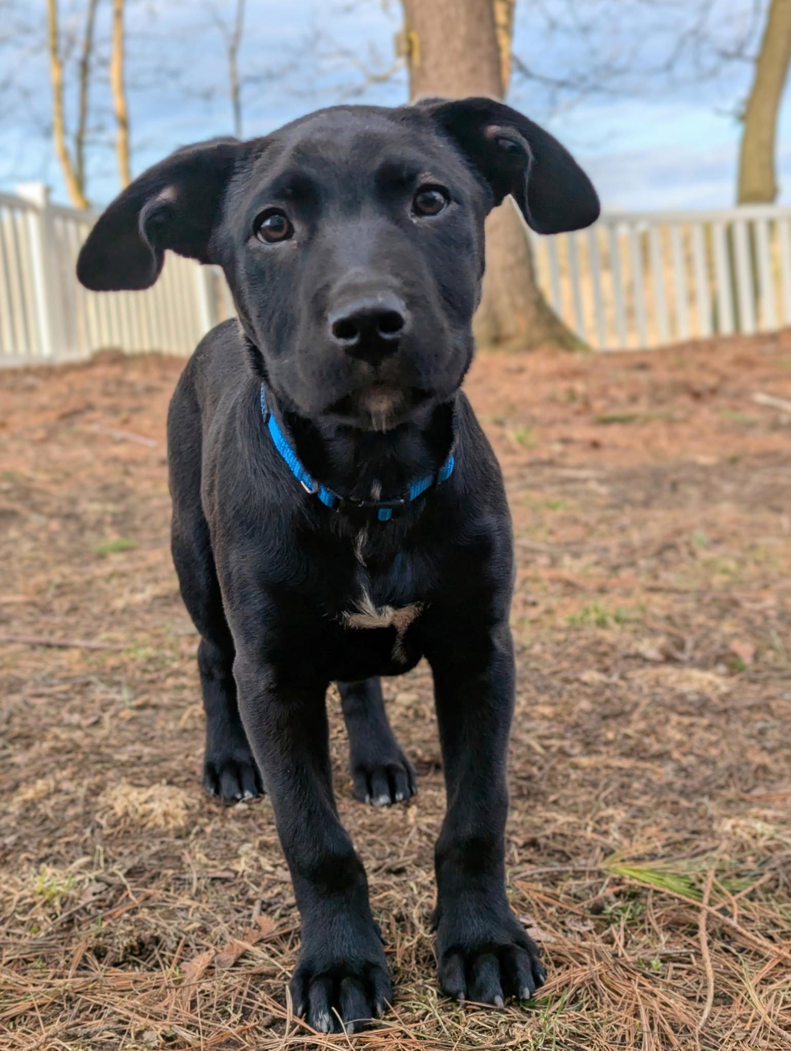 Enlarge Titan, a Adopted Labrador Retriever in Tonawanda, NY image 3/3
