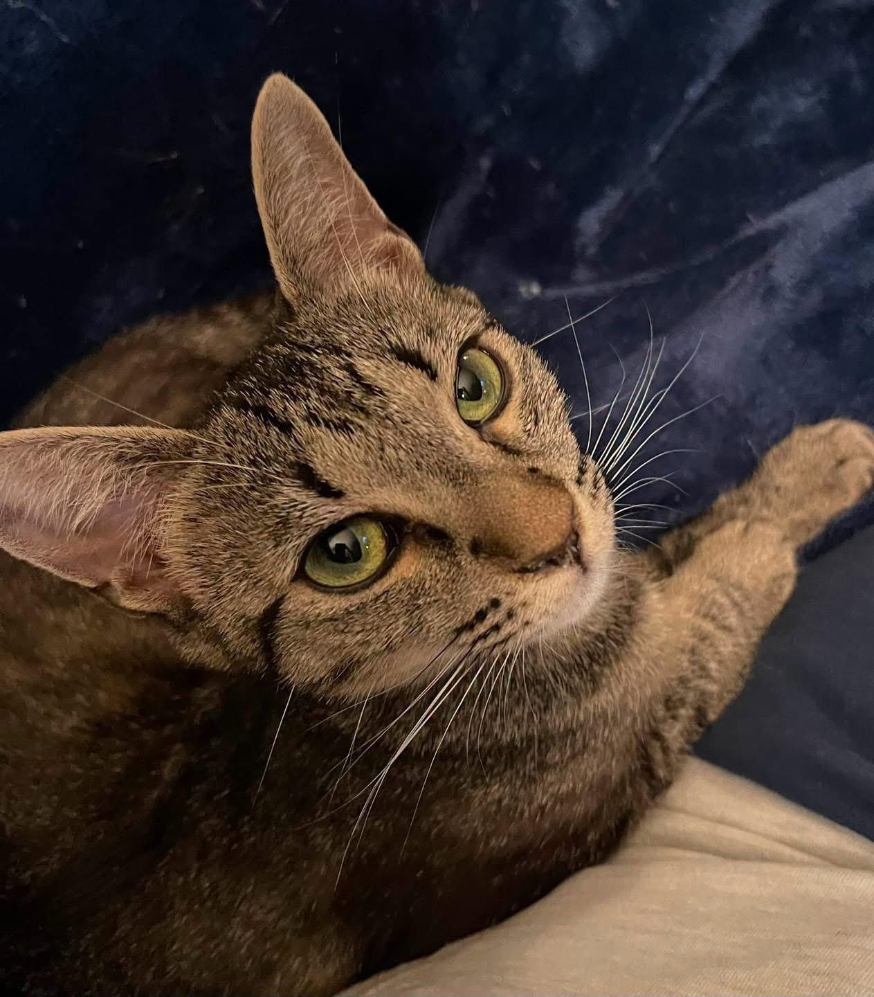 Honey, Adoptable, Adult Female Domestic Short Hair.