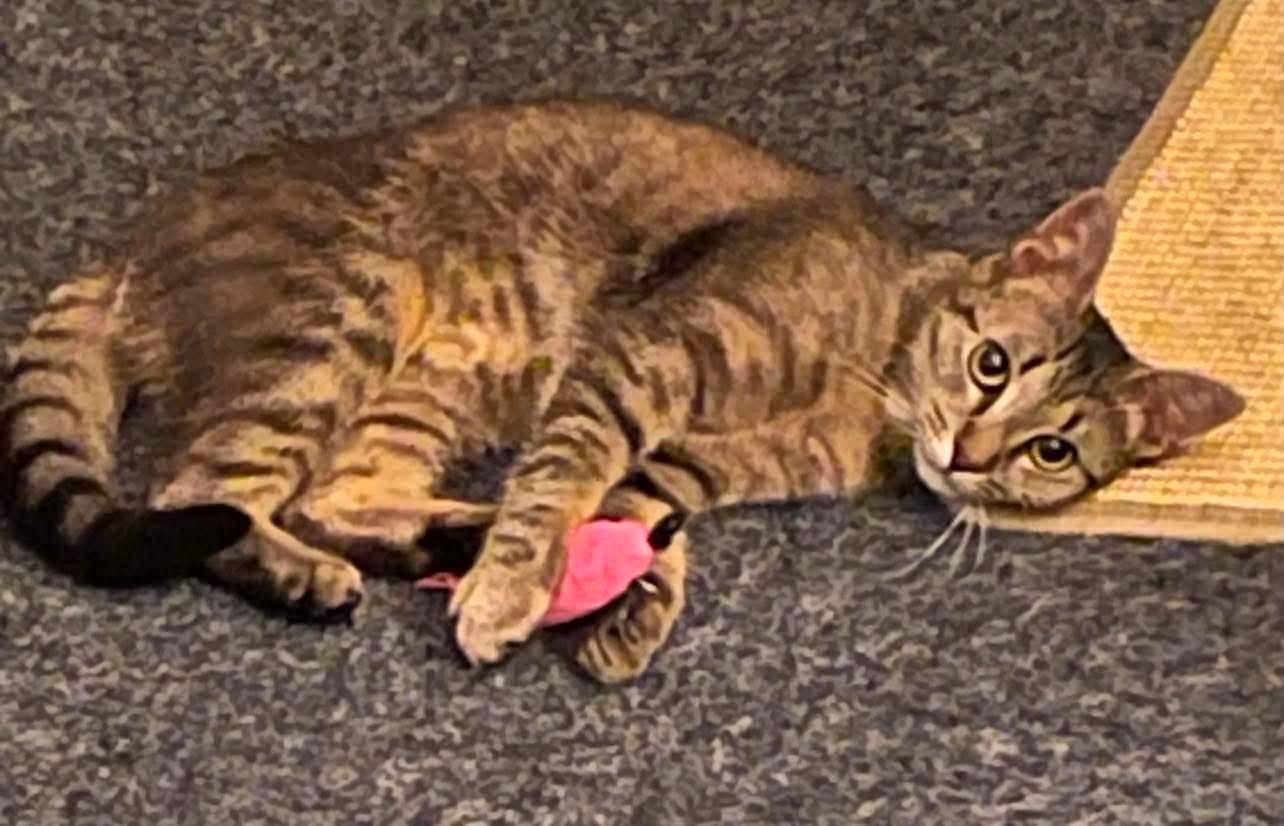 Enlarge Honey, a Adoptable Domestic Short Hair in Oakboro , NC image 2/3