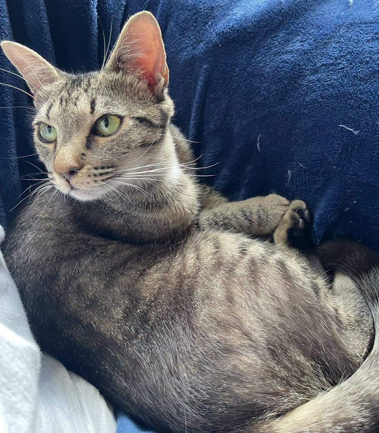 Enlarge Honey, a Adoptable Domestic Short Hair in Oakboro , NC image 3/3