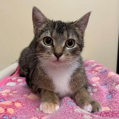 Enlarge Chrysanthemum, an adopted Domestic Short Hair in Rochester, MN image 2/2