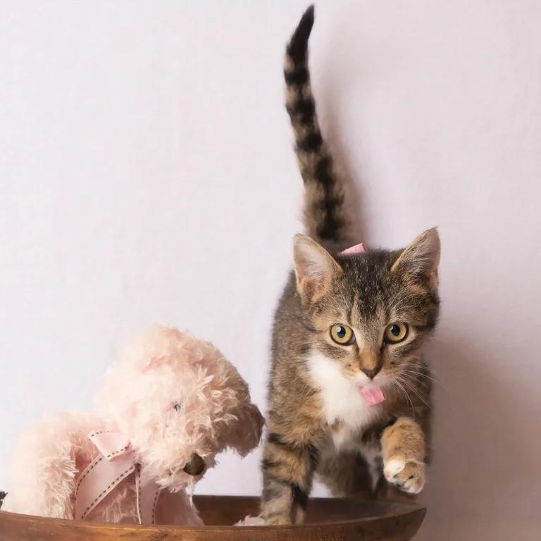 Chrysanthemum, adopted, Kitten Female Domestic Short Hair.