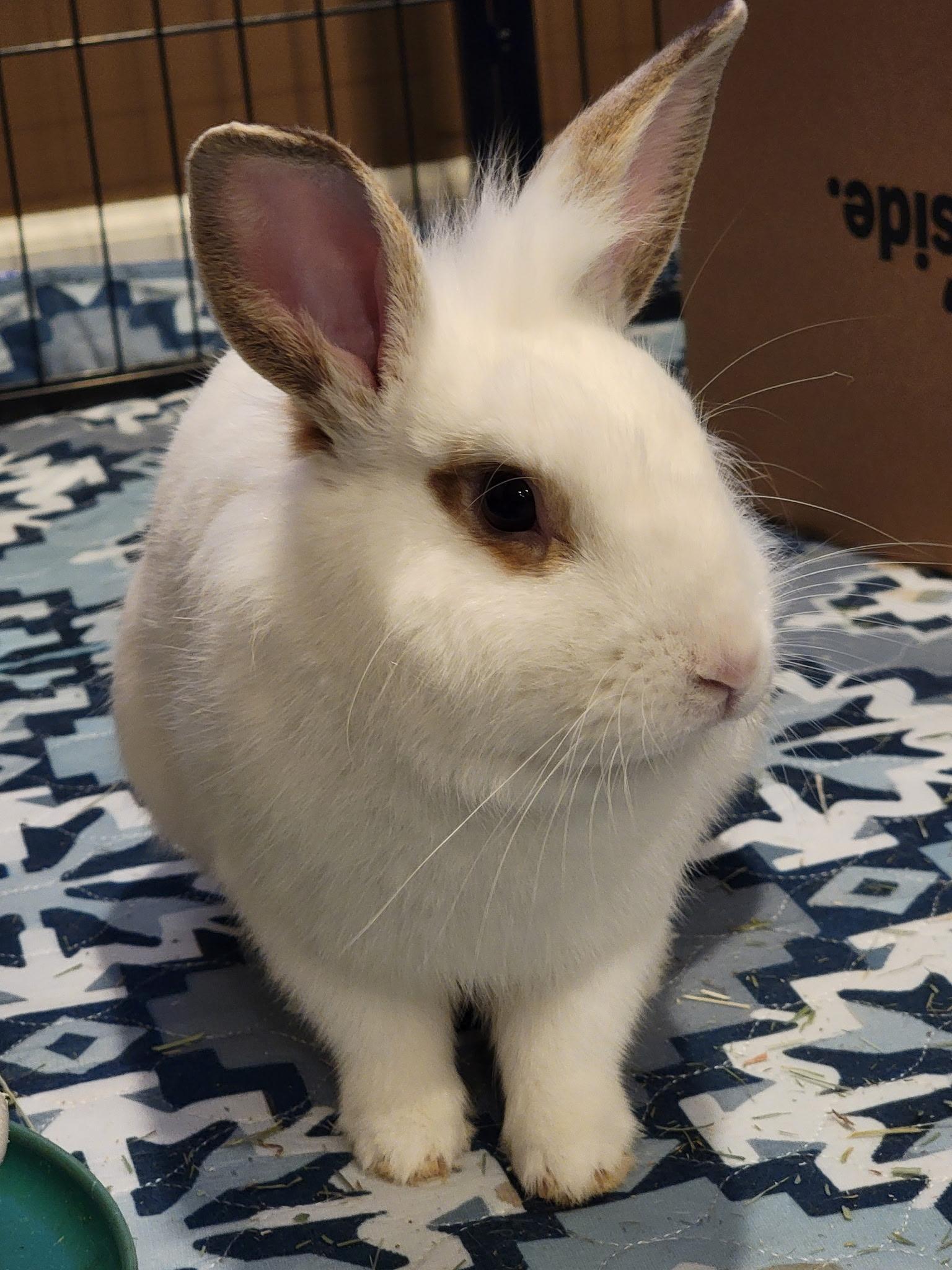 Enlarge Lukus, a ADOPTABLE mixed breed in Vandalia, OH image 3/3