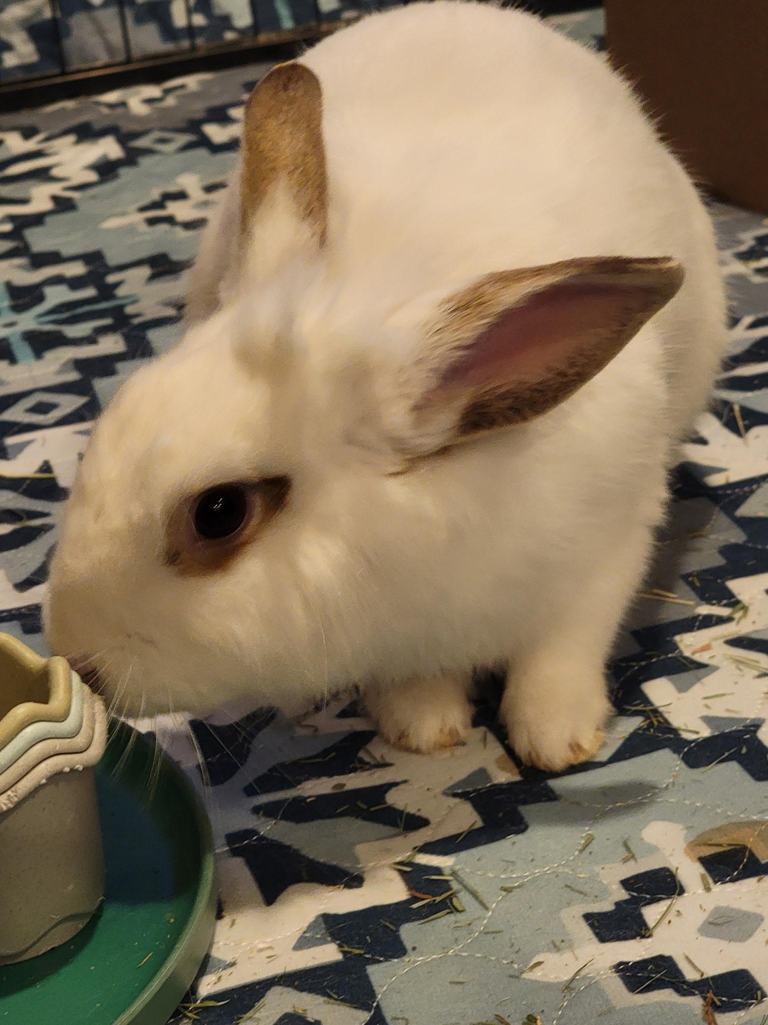 Lukus, ADOPTABLE, Adult Male Lionhead.