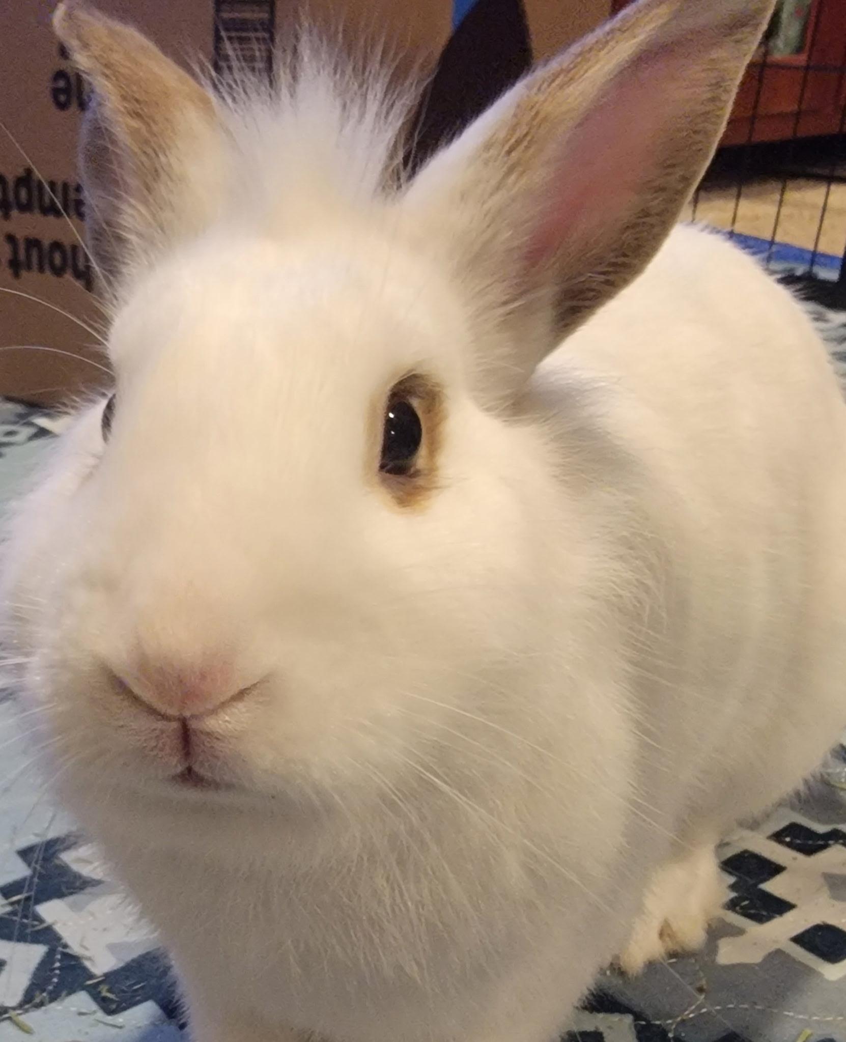 Enlarge Lukus, a ADOPTABLE mixed breed in Vandalia, OH image 2/3