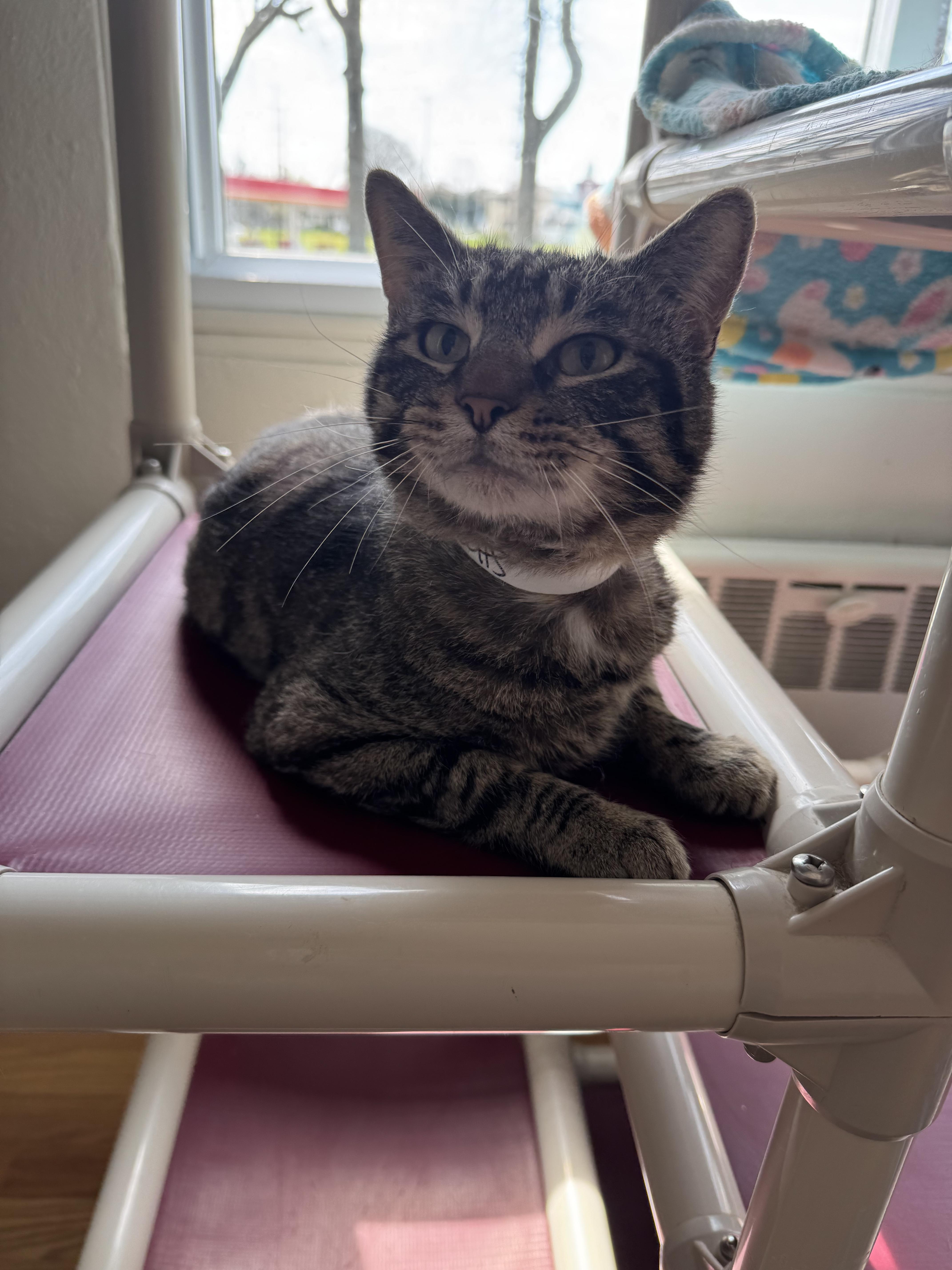 Enlarge Henry , a ADOPTABLE Domestic Short Hair in Salem, OH image 1/1