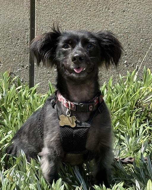 Vern, Adopted, Young Male Spaniel.