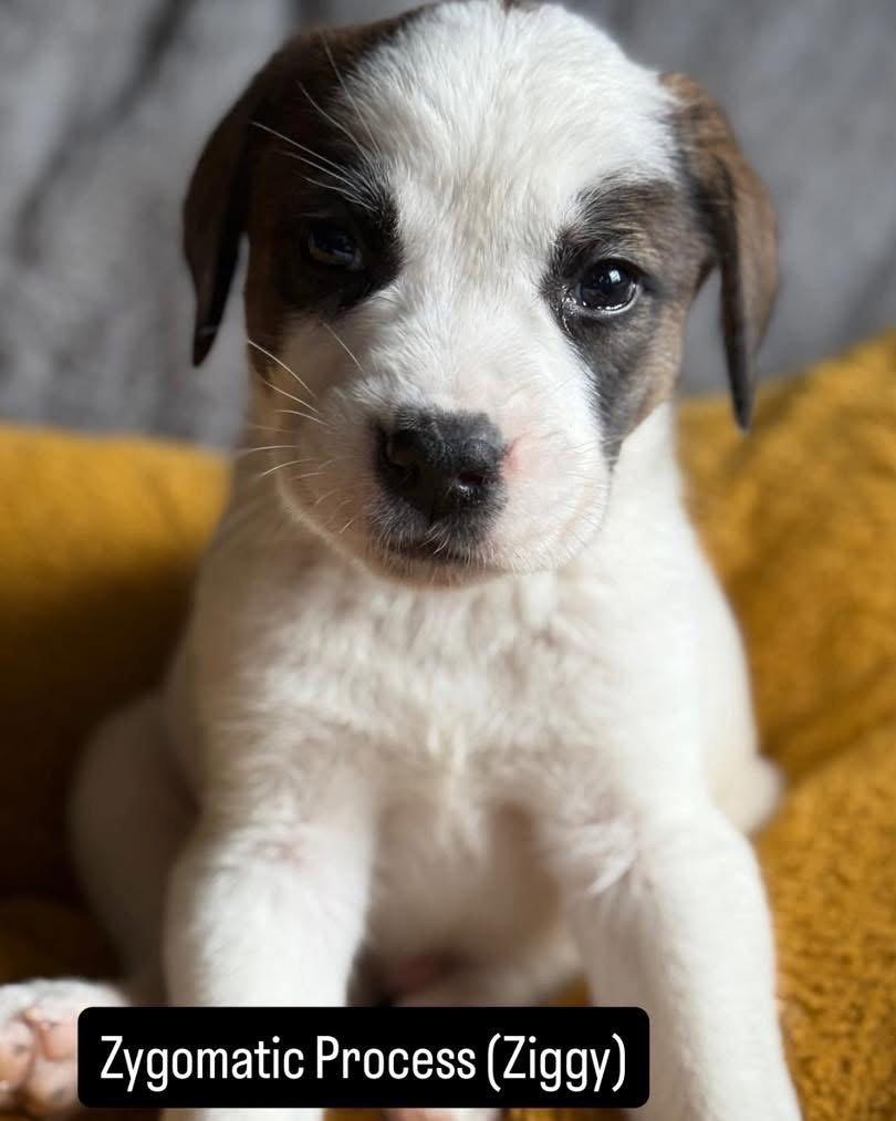 Ziggy, Adoptable, Puppy Male Mixed Breed.