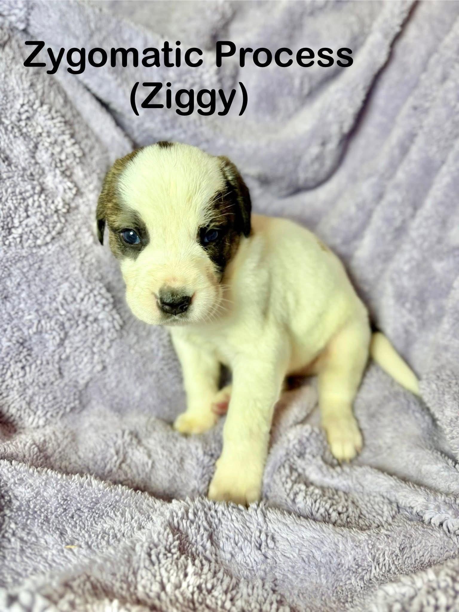Ziggy, a Adoptable Mixed Breed in Duluth, MN image 2/2
