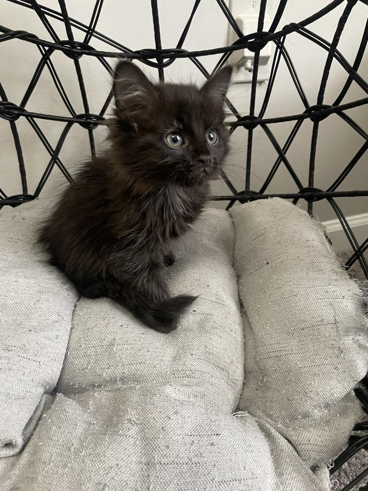 Lyric, Adoptable, Kitten Female Domestic Long Hair.