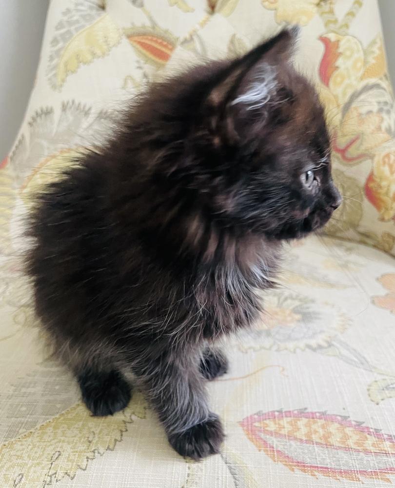 Enlarge Lyric, a Adoptable Domestic Long Hair in Salisbury, NC image 3/4