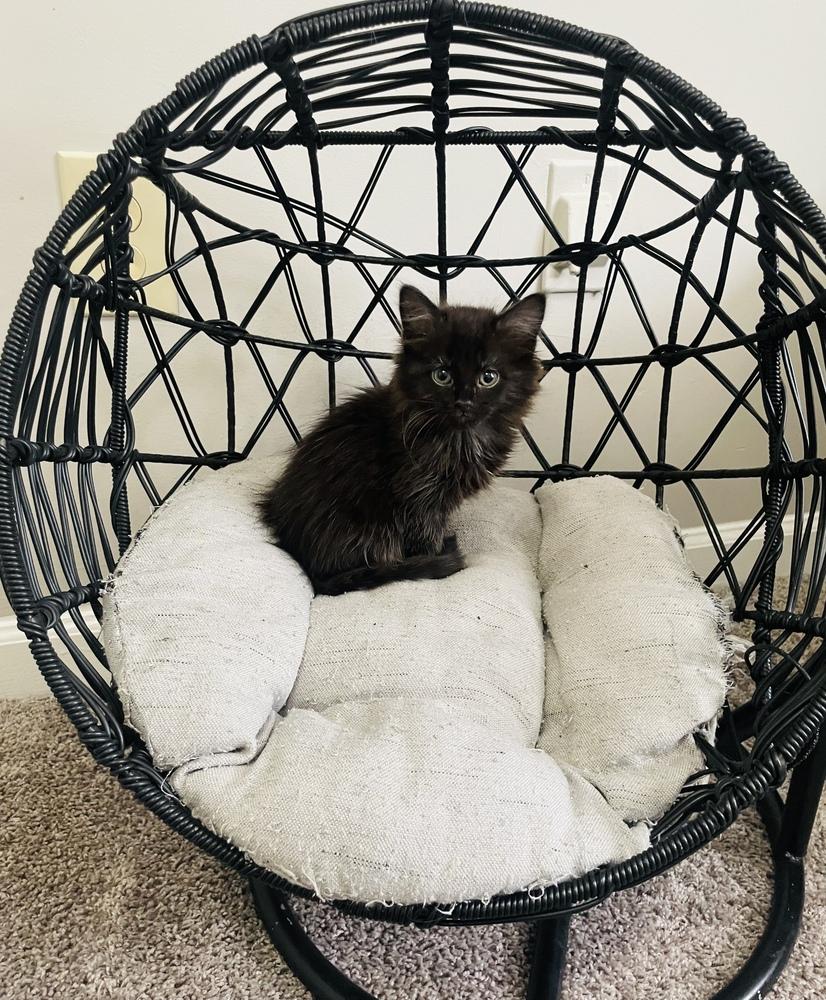 Enlarge Lyric, a Adoptable Domestic Long Hair in Salisbury, NC image 4/4