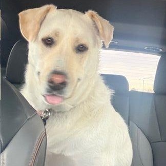 Enlarge Tofu, an adopted Yellow Labrador Retriever in Denver, CO image 1/1