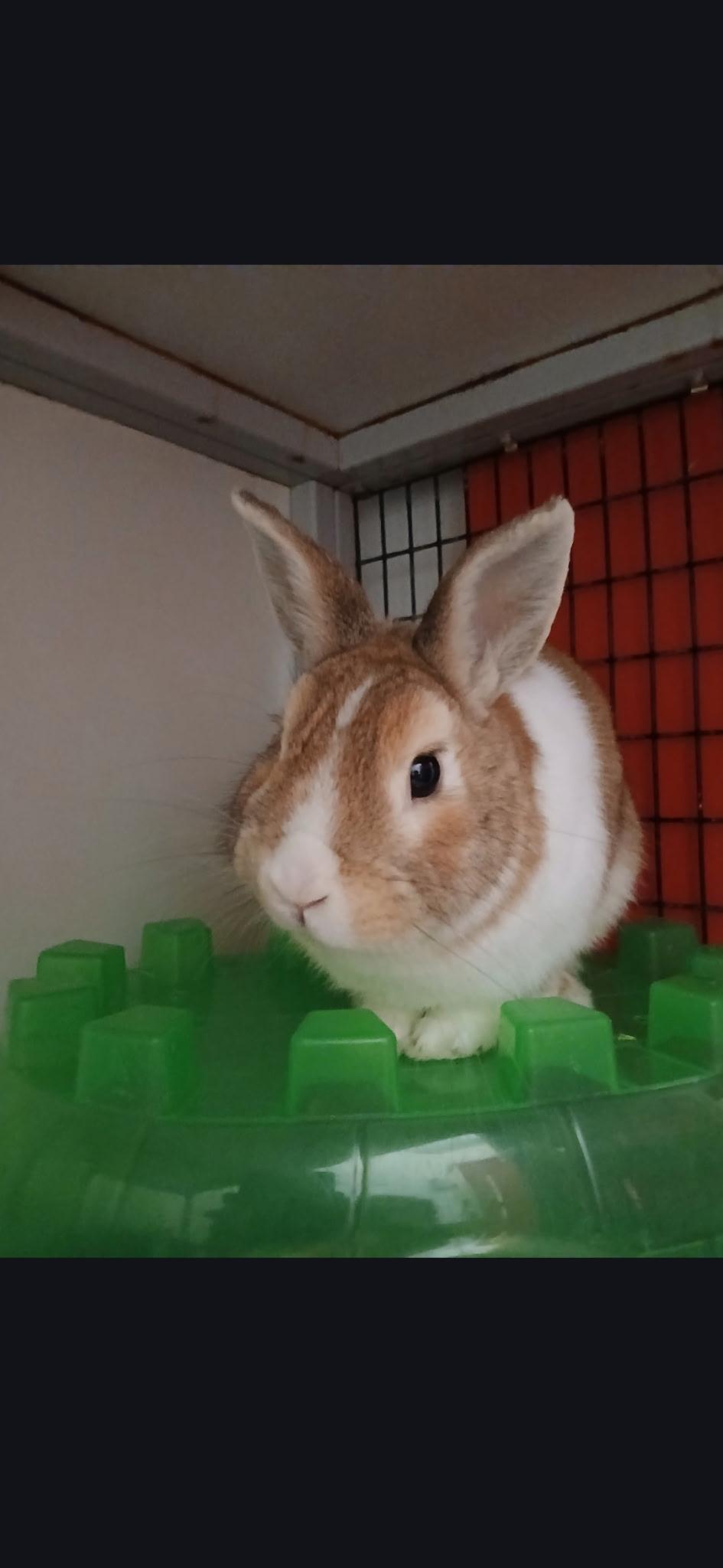 Percolator, ADOPTABLE, Young Male Dutch.