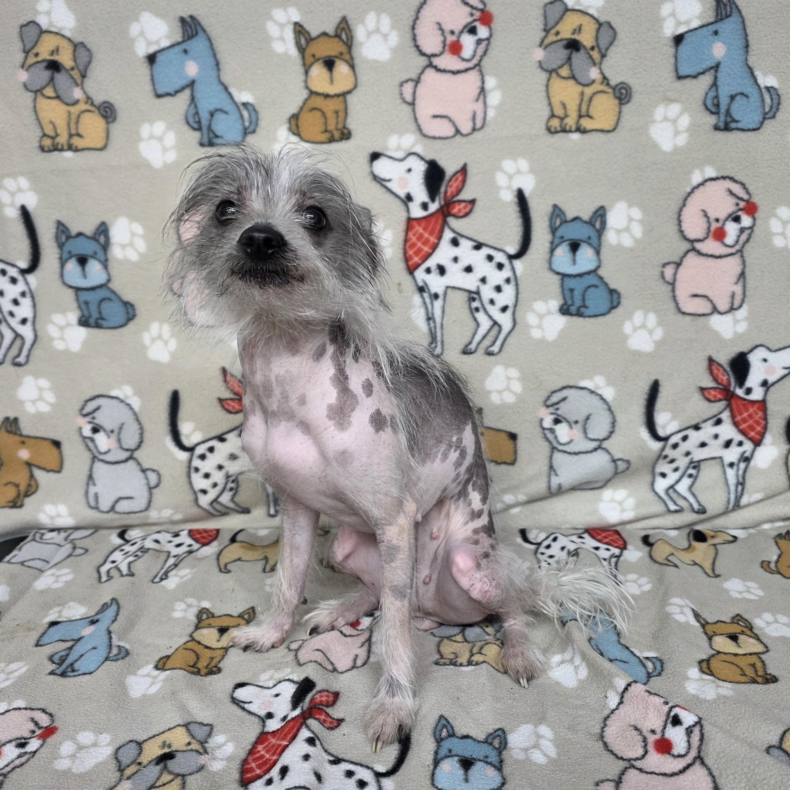 Peanut - PENDING, adopted, Adult Female Chinese Crested Dog.