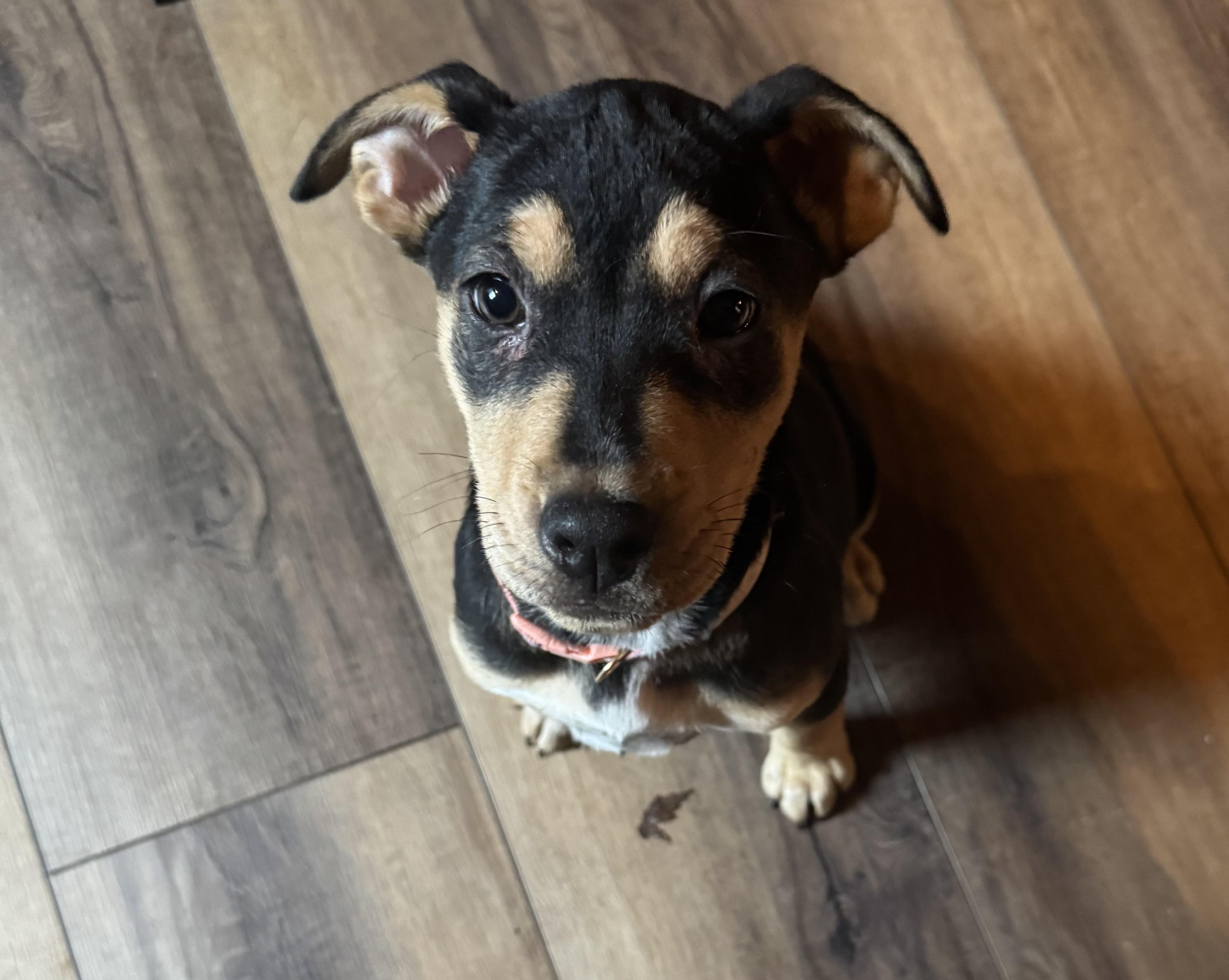 Enlarge Charlotte , a ADOPTABLE mixed breed in Akron, OH image 4/4