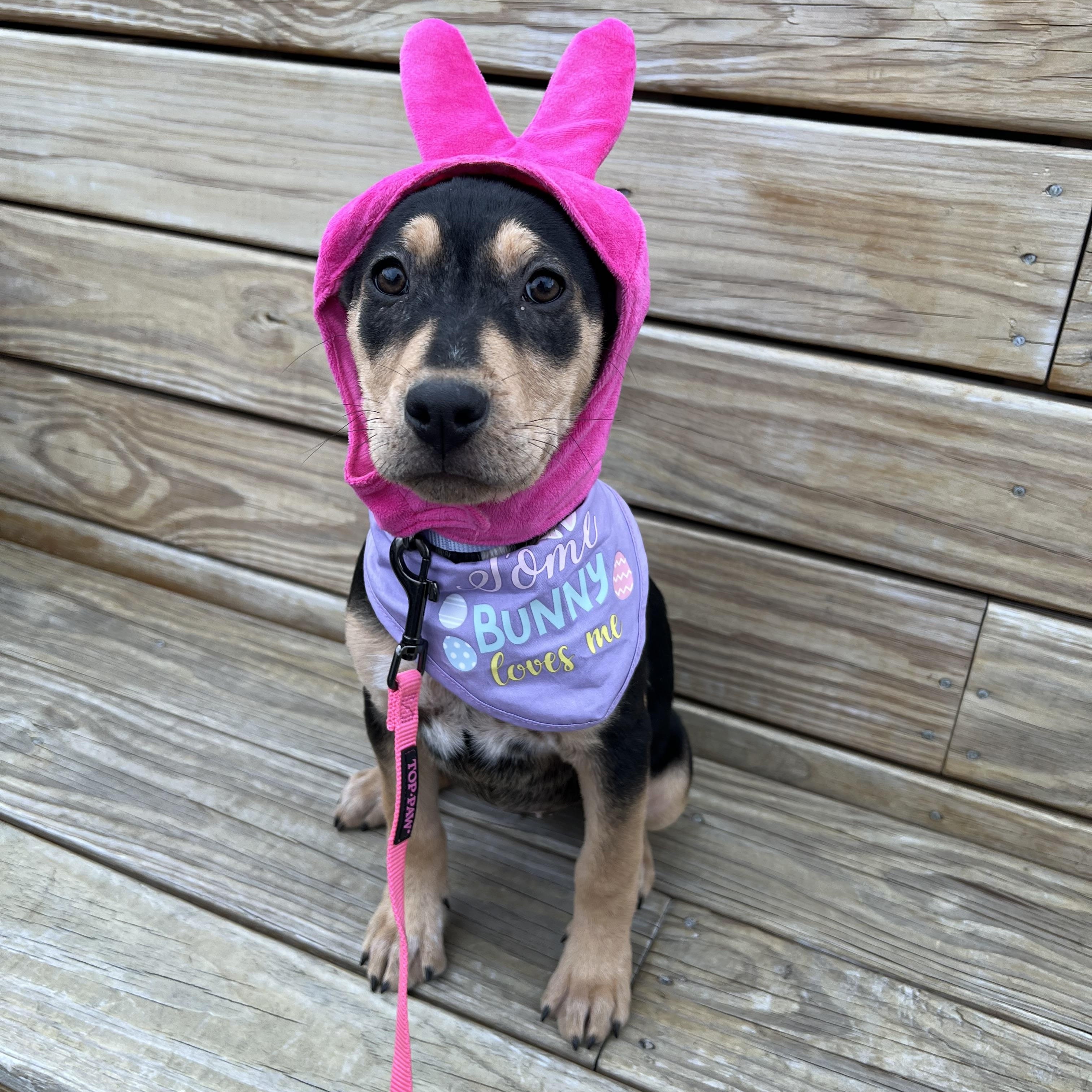 Enlarge Charlotte , a ADOPTABLE mixed breed in Akron, OH image 1/4