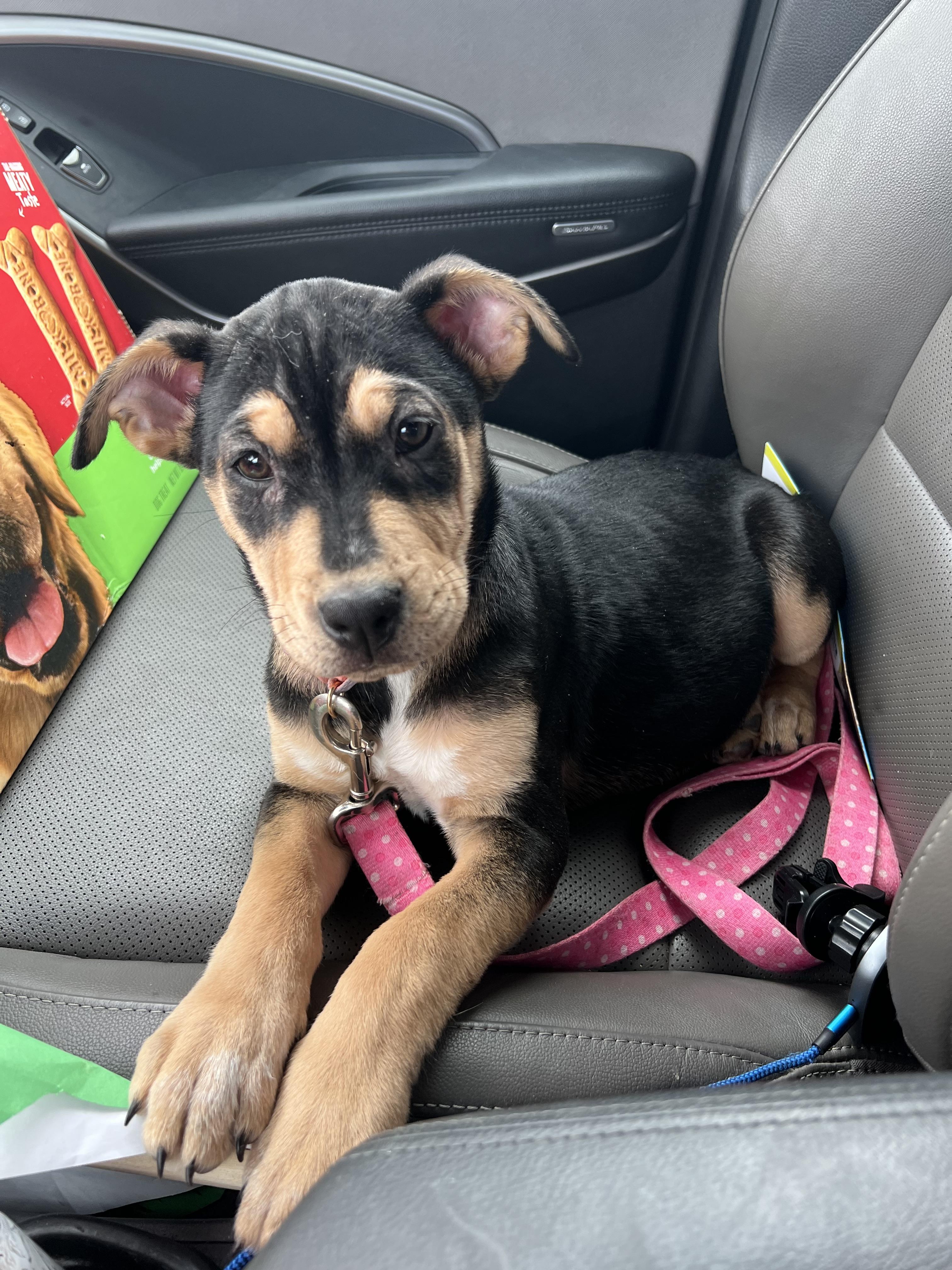 Enlarge Charlotte , a ADOPTABLE mixed breed in Akron, OH image 3/4