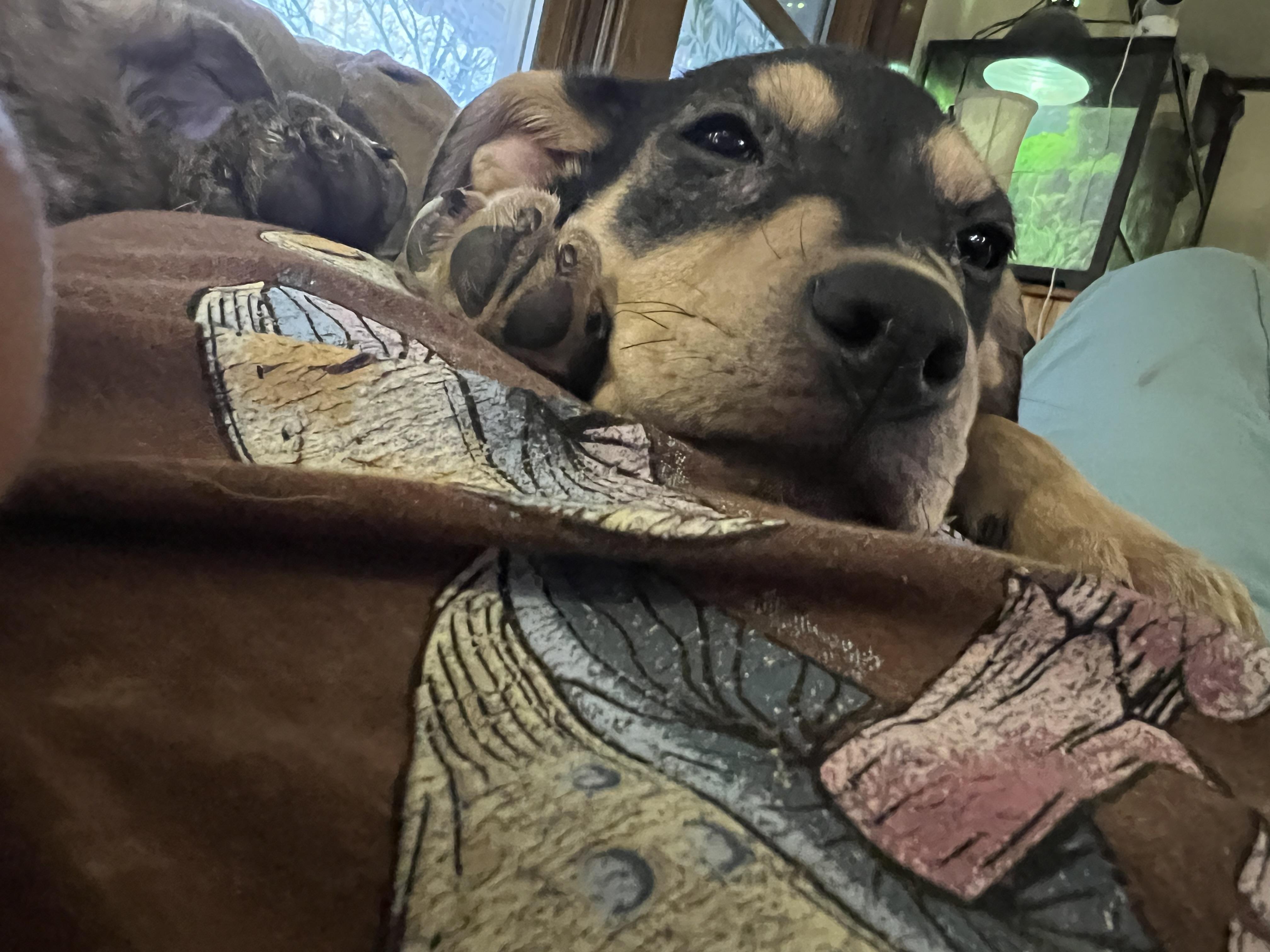 Enlarge Charlotte , a ADOPTABLE mixed breed in Akron, OH image 2/4