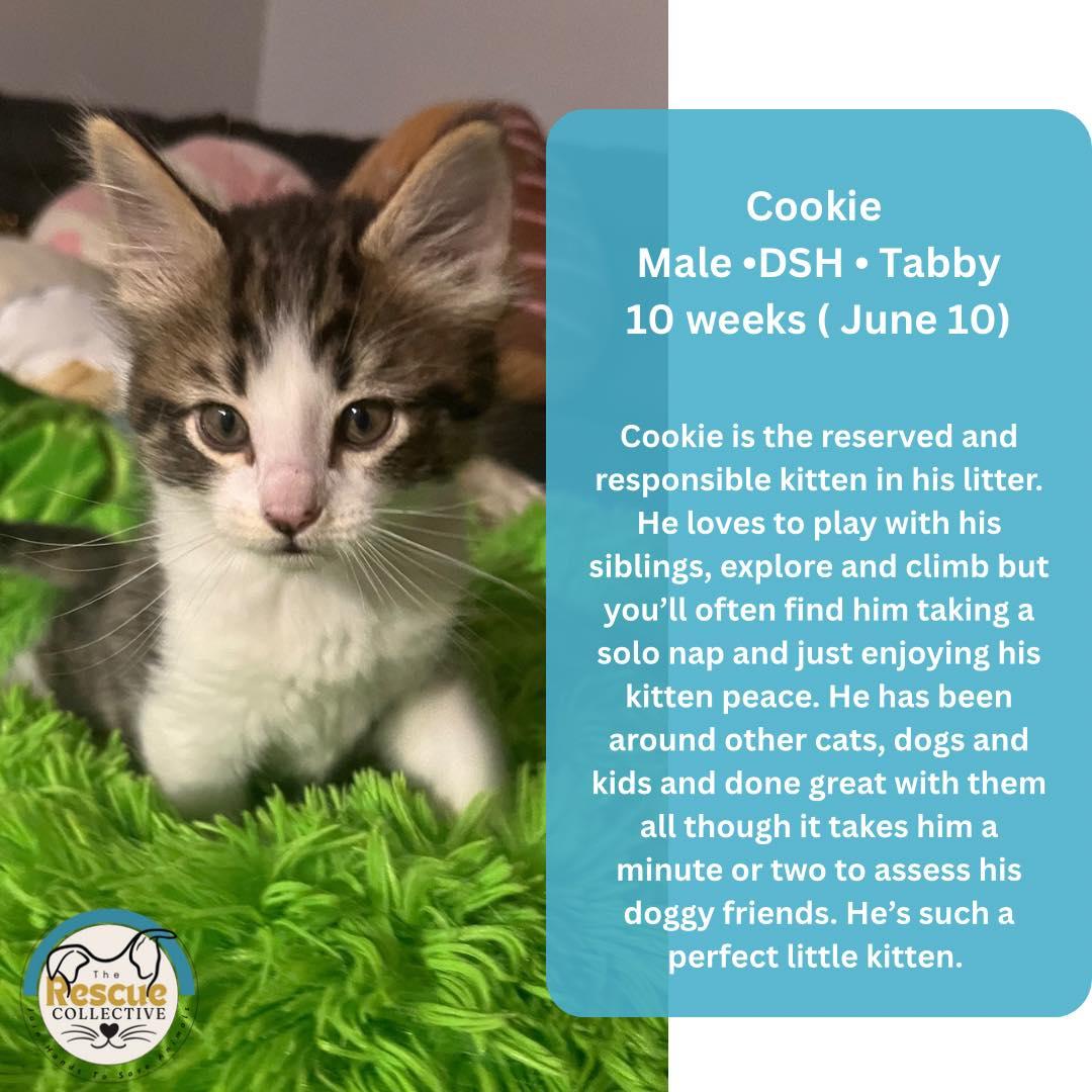 Cookie, an adoptable Tabby in Clive, AB, T0C 0Y0 | Photo Image 1
